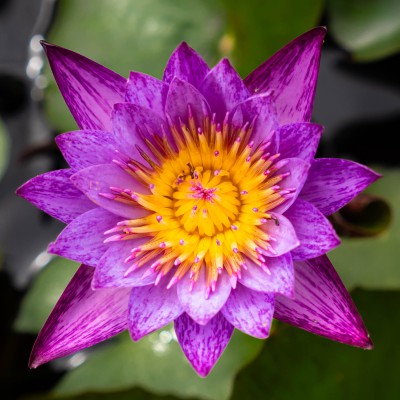 Seerose