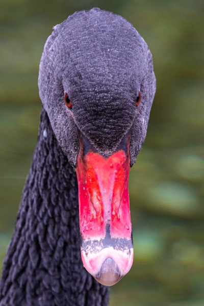 Schwarze Gans