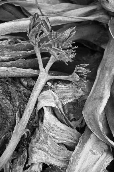 Agave