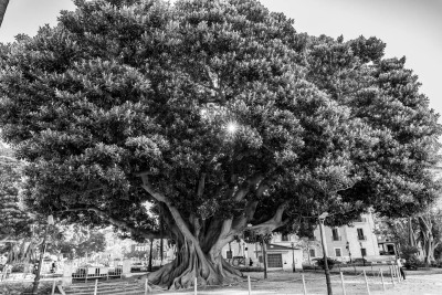 Ficus Macrophylla