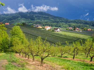 Kulm