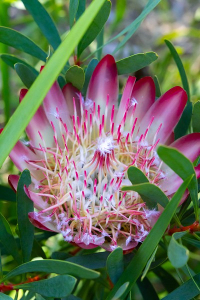 Protea
